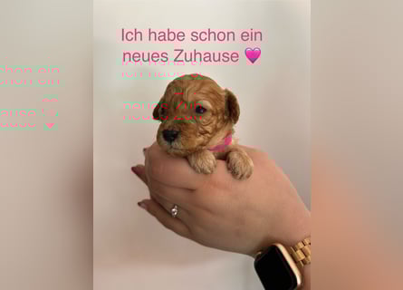 Wunderschöne reinrassige Toy- und Zwergpudelwelpen suchen ein liebevolles Zuhause