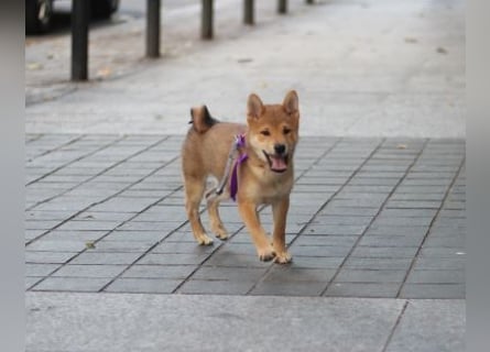 Schöne rote Shiba inu Welpen MEI, MIKA, MASARU mit FCI dokumenten