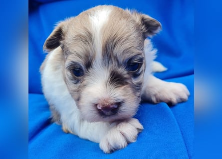 Bezaubernde Welpen aus Bolonka Zwetna und Pomeranian (Zwergspitz)