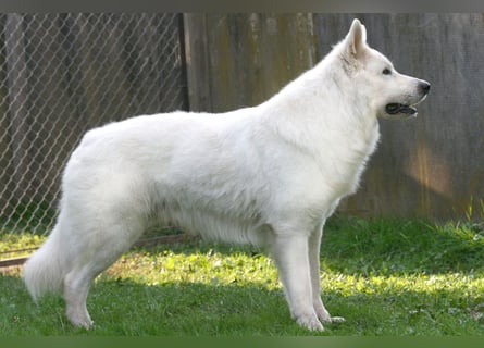 Weißer Schweizer Schäferhund Deckrüde