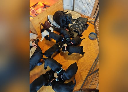 Labradorwelpen suchen bestes Zuhause