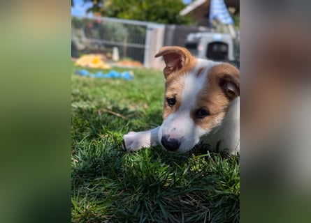 Canaan Dog-Welpe (Kanaan-Hund)