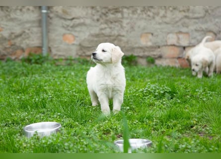 Goldenretriever Welpen