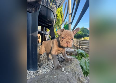 Französische Bulldoggen Welpen