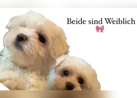 Bichon Frisé Welpen suchen ein liebevolles Zuhause