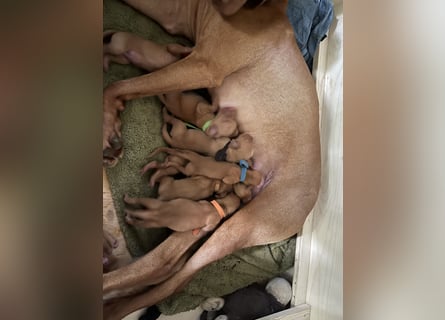 Liebevolle Magyar Vizsla Welpen ab Mitte Juni abzugeben