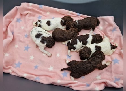 Lagotto Romagnolo