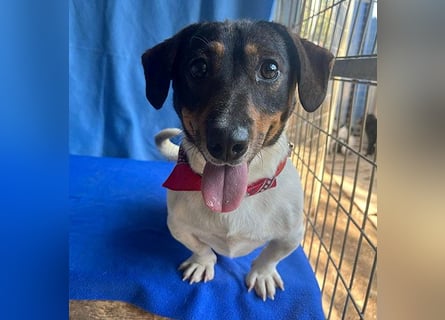 (R) ❤️ zauberhafter kleiner KARLI - 2,5 Jahre, 28cm/9kg - Jack Russell-Dackel-Mischling