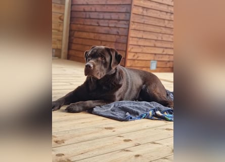 Brauner Labrador Deckrüde mit Ahnentafel/kein Verkauf