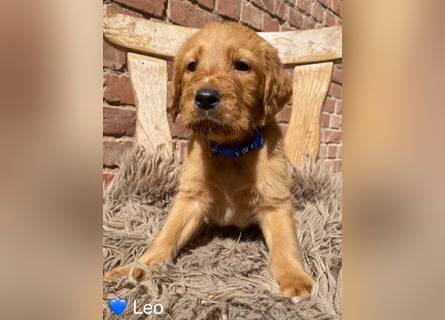 Labradoodle F1 apricot