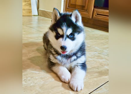 FCI Pedigree Blue Eyed Black & White Siberian Husky 