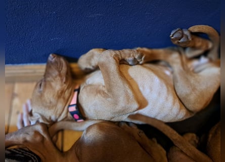 Magyar Vizsla Welpin Alva