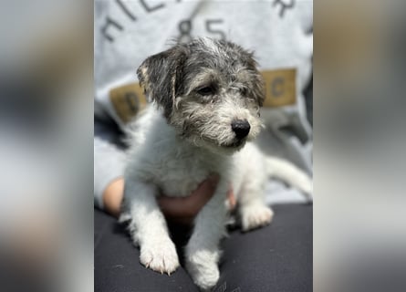 Wunderschöne Parson Jack-Russell Terrier Welpen, aus liebevoll. Hausaufzucht