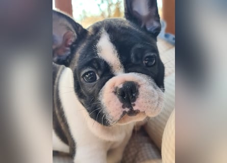 Vergnügte Frops Kinder  (Französische Bulldogge + Mops )