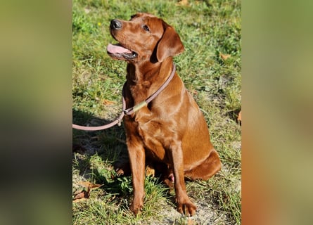 Reinrassige Labradorwelpen (Arbeitslinie)drei schwarze Mädels suchen ein schöne Zuhause