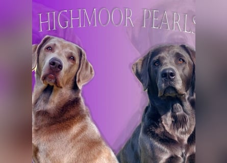Labrador Welpen mit Ahnentafel