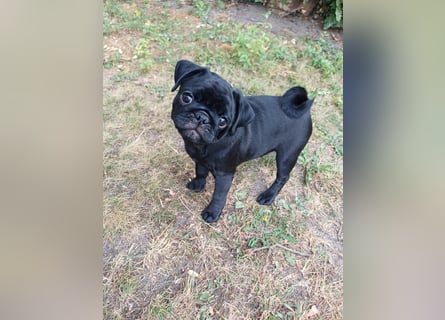 Mops welpen ab sofort Abgabe bereit.