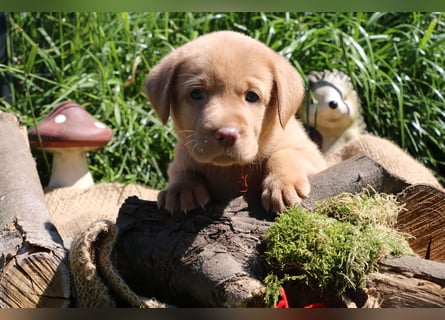 Labrador Welpen mit Ahnenpass