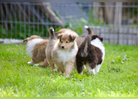 Wundervolle Collie-Welpen suchen ein liebevolles Zuhause