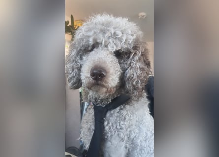 Großpudel 2,5 Jahre Rüde