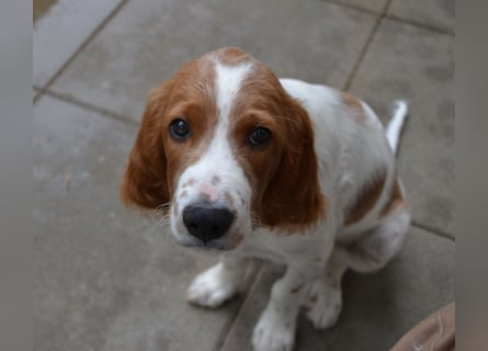 Sportlicher Familienhund - Irish Red and White Setter
