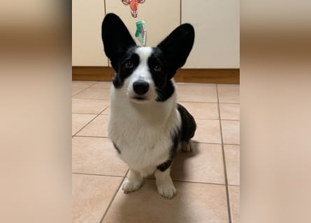 Welsh Corgi Cardigan puppies