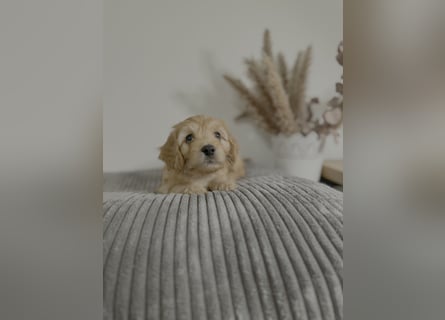 Cavapoo Welpen