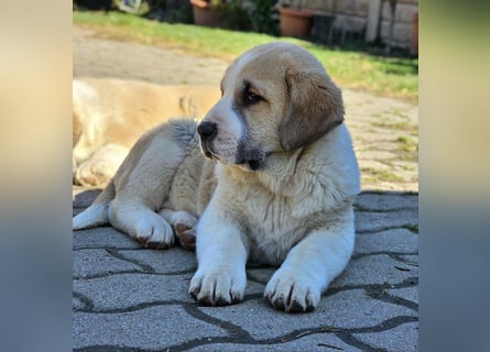 Mittelasiatischer Schäferhund mit stammbaum