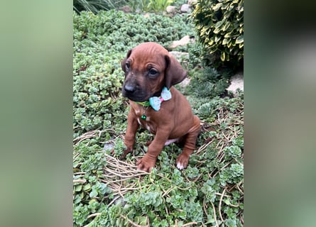 Rhodesien Ridgeback Welpen