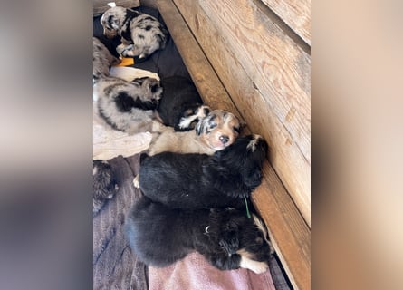 BernerSenne/ Australian Shepard