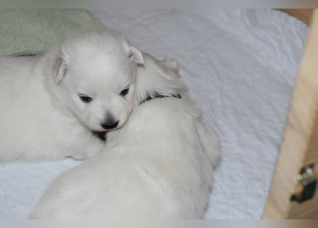 Japan Spitz Welpe