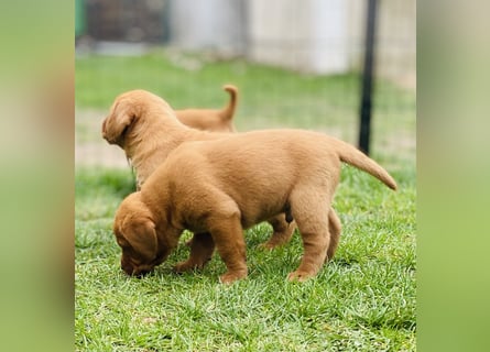 Typvolle Labrador Welpen in Foxred/Dark Foxred aus einer Top Verpaarung
