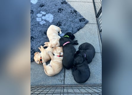 Reinrassige Labrador Welpen m.P. aus liebevoller Zucht