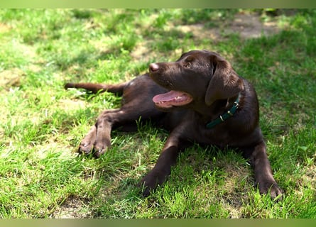 Labrador Junghund