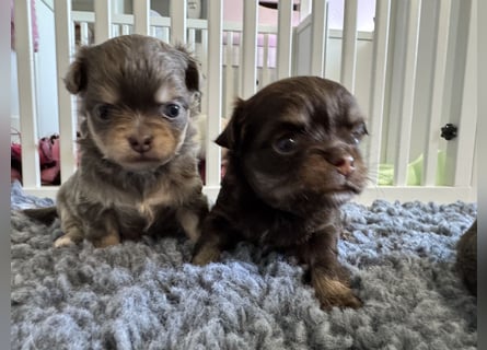 Wir haben aktuell Welpen. 2 Chihuahua Mädels