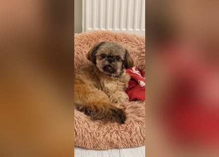 Unsere reinrassige Shih Tzu Hündin Sky sucht ab mitte Mai noch ihr neues Zuhause