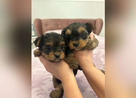 Reinrassige, bezaubernd schöne Yorkshire Terrier Welpen zu verkaufen