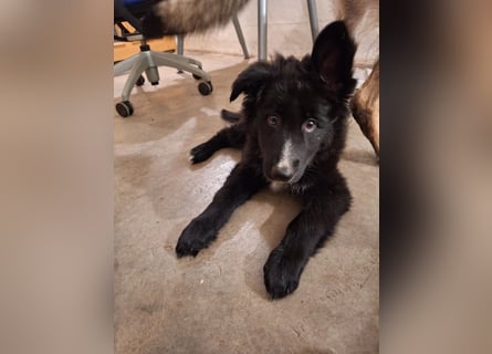 Border Collie Schäferhund Welpe
