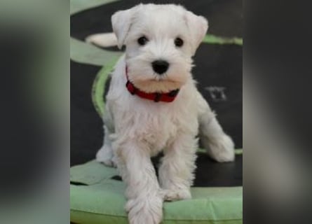 Welpen weiß Zwergschnauzer Rüde und Hündin