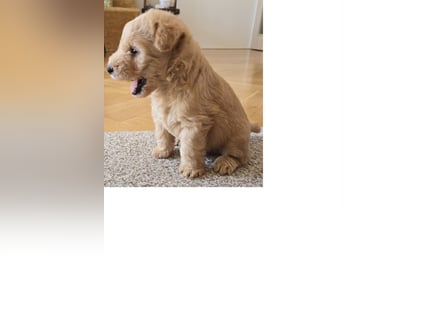 Wunderschöne Lakies (Lakeland Terrier) zu haben in Brno