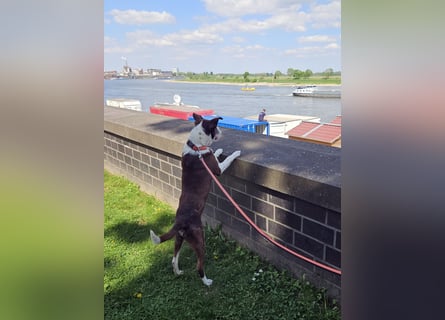 Cayo, 5 Jahre, sucht kompetentes Zuhause