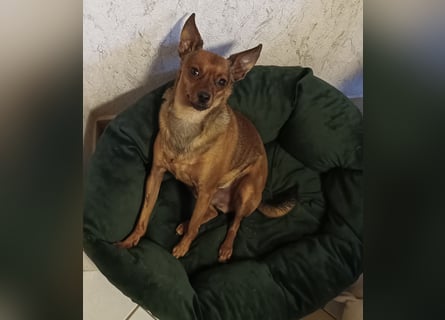 Zwergpinscher Rüde, freundlich, gut sozialisiert, gehorsam, stubenrein sucht ruhiges Heim