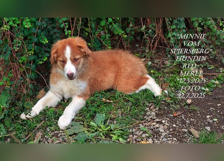 Border Collie-Welpen , black-,choco-,red-white und red-merle