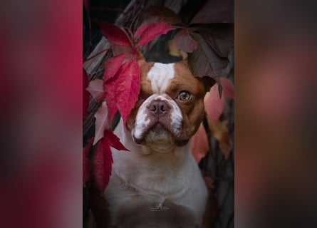 Boston Terrier 