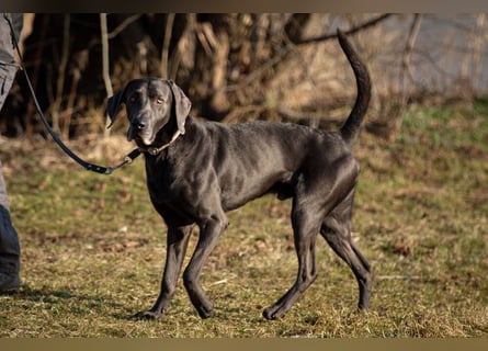 Joe Fritz - aktiver Familienhund - Tierhilfe Franken e.V.
