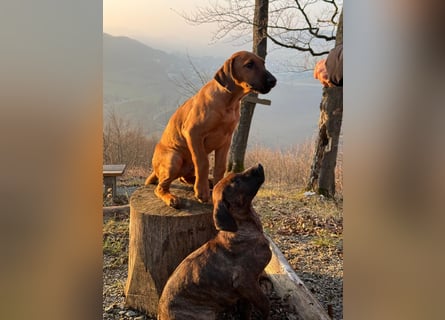 Rhodesian Ridgeback Malinois Welpe sucht seine Familie