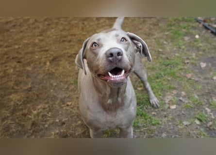 Labrador silber Welpen mit Ahnennachweis 12.08.24 geboren