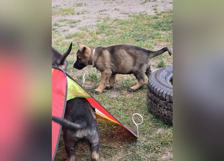 Dunkelgraue Schäferhunde aus Kör-u.Leistungzucht