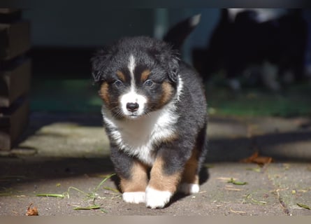 Miniature American Shepherd Welpen, Mini Aussies vom Züchter mit Papieren