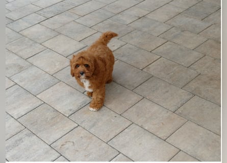 Wunderschöne Cavapoo Welpen F1 (Toypudel/Zwergpudel + Cavalier King Charles Spaniel) mit Ahnentafel